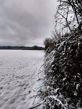 tree in the snow
