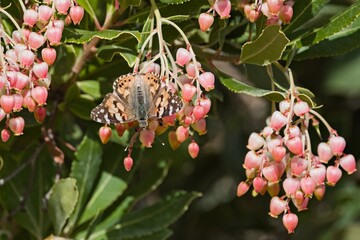 Painted Lady (Vanessa cardui) feeding on Arbutus unedo (strawberry tree) flowers, Crete © ASakoulis