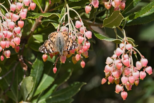 Painted Lady (Vanessa cardui) feeding on Arbutus unedo (strawberry tree) flowers, Crete