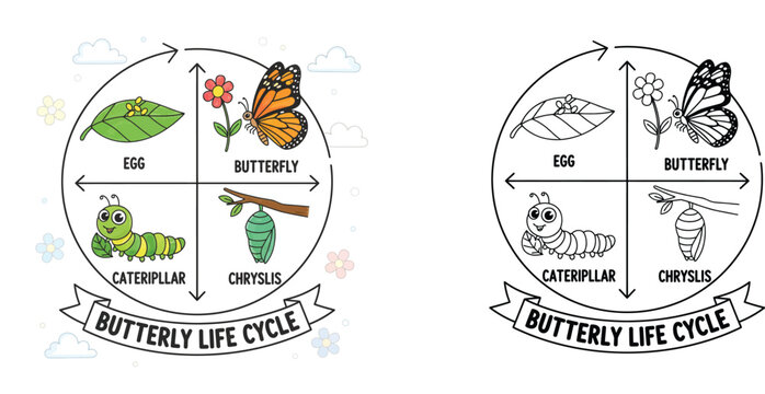 Butterfly Life Cycle Stages Educational Infographic with Colored and Line Art Versions for Kids, Metamorphosis Diagram Featuring Egg, Caterpillar, Chrysalis, and Monarch Butterfly.