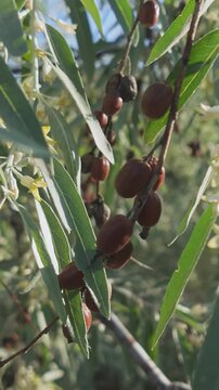 Vertical footage, Close-up of blooming Silverberry or Oleaster tree, branches covered with small flowers, leaves and last year's fruits swaying in breeze