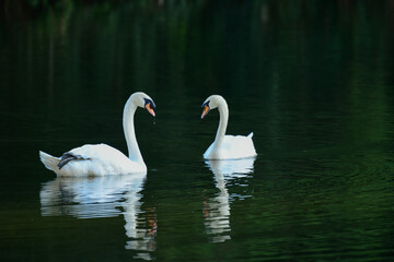 Fototapeta premium A lovely couple white swan on the lake