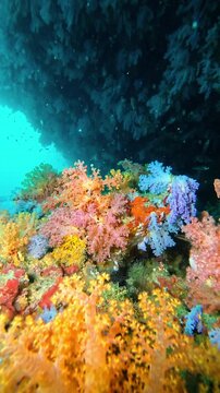Various colorful soft corals on the reef. Underwater video shooting with a flashlight in the depths. Capnella, Sinularia