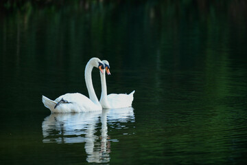 Obraz premium A lovely couple white swan on the lake