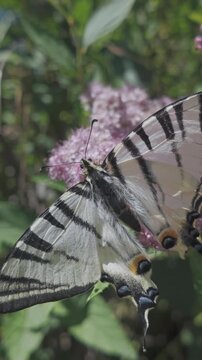 Scarce Swallowtail butterfly (Iphiclides podalirius) sits on flower with its wings spread and drinks nectar from rosy-pink Japanese meadowsweet (Spiraea japonica)