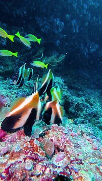 Different fish and soft corals on the reef rock. Underwater video filming with a flashlight. Vertical video 4k.