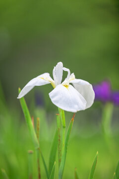 白い花しょうぶ（ハナショウブ)
標高600mの高原に咲き誇る、涼やかな季節の記憶
花言葉「純粋」「優しさ」「神秘的」
山都町米迫
White Iris (Hanashobu)
Blooming in the highlands at an altitude of 600 meters, these flowers evoke memories of the cool season.