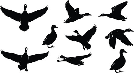Obraz premium Duck silhouettes in dynamic flying and standing poses, detailed vector wildlife illustration set for nature design, hunting themes, bird study, education, and creative graphic projects