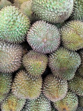 Close up photo of premium quality Durian Montong hanging 