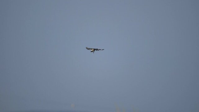 Pied kingfisher hovers motionless in air before diving to catch prey over water surface. This striking fishing bird displays precise hunting behavior and exceptional aerial control in nature.