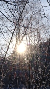 Amazing frozen nature background. A calm, frozen winter scene. Ethereal sunrise, sunlight. Winter wonderland. Idyllic north nature	