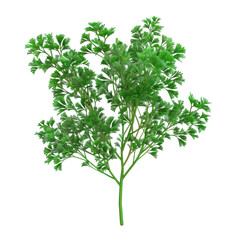 Obraz premium Fresh, vibrant parsley plant with detailed green leaves and stems isolated on white background