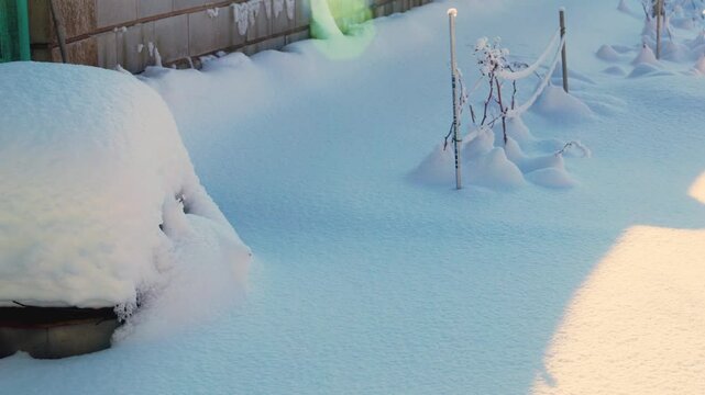 Tranquil winter scene in a snowy garden orchard: fruit trees heavy with snow, branches glistening under soft sunlight. Bare apple, pear, and cherry trees stand majestic against a pristine white blanke