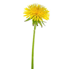 Fototapeta premium A solitary, vibrant dandelion flower with detailed petals and green stem isolated on white background