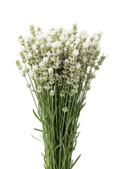 Fototapeta premium a tightly packed bouquet of creamy white lavender florets and silvery-green leaves, adorned with glistening droplets, isolated on a bright white background, conveying natural elegance and purity
