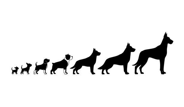 Dog silhouette vector set with breed size comparison chart in symmetrical layout for veterinary and pet design