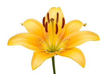 Vibrant yellow lily flower with six petals isolated on transparent background