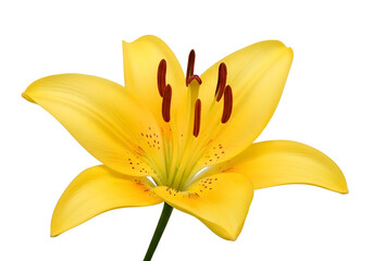 Vibrant yellow lily flower with six petals isolated on transparent background