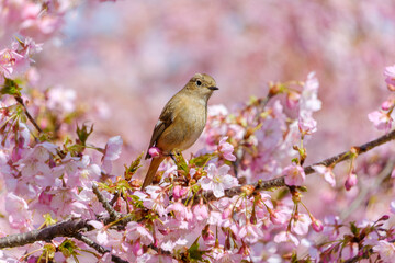満開の河津桜の枝に止まるジョウビタキのメスの野鳥