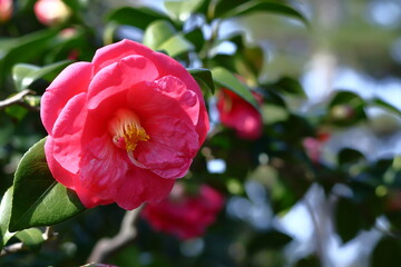 和を象徴する花木