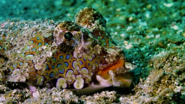 Detailed close up of a cute fingered dragonet peeking from the sand representing the master of camouflage