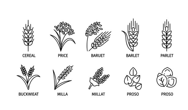 Agriculture Cereals Editable Stroke Line Icon Collection