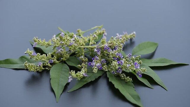 Vitex negundo branch flowers and green leaves isolated on black  background.top view.