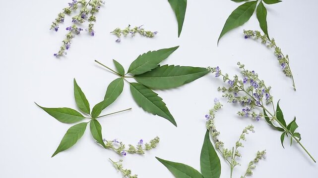 Vitex negundo branch flowers and green leaves isolated on white background.top view.