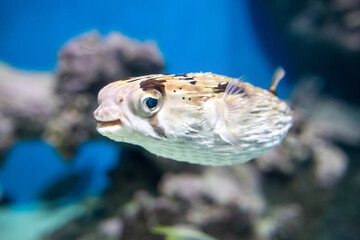 Closeup Porcupine puffer or long-spine porcupinefish underwater (Diodon holocanthus) © Анна Перфилова