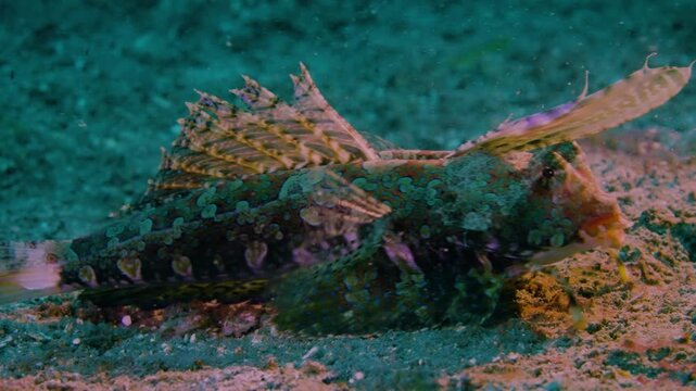 Macro shot of a fingered dragonet feeding on the sandy ocean floor with a relaxing and healing atmosphere