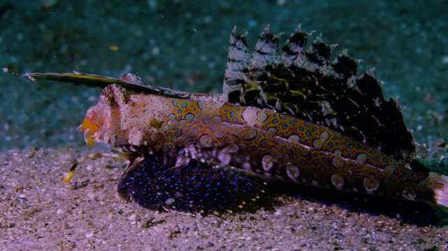 Macro shot of a fingered dragonet feeding on the sandy ocean floor with a relaxing and healing atmosphere