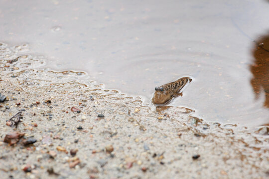 A mud skipper is sitting in a puddle of water