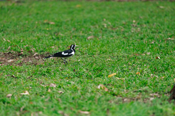 A black and white Magpie-lark bird is walking across a green field