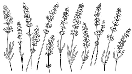 Elegant black and white line art illustration showcasing a collection of detailed lavender flower stalks with slender leaves.