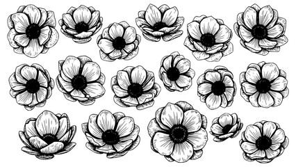 Collection of detailed, hand-drawn anemone flower illustrations showcasing delicate petals and dark central details in black and white.