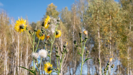 Yellow flowers and fluffy seed heads of dandelion like plants in a forest clearing for nature photography and botanical illustration.
