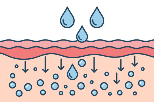 Diagram of skin layers with water droplets and absorption process
