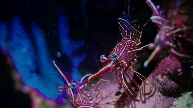 Macro shot of red and white striped camel shrimp with robot-like movements in blue background of a coral reef for a relaxing feel