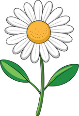 Minimal daisy flower vector illustration in clean style