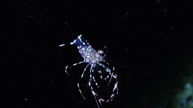 Detailed close up of a cute transparent cleaner shrimp representing marine symbiosis and natural wonder