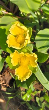 The flower of the Limnocharis flava plant or in Java, Indonesia is also known as the beautiful genjer