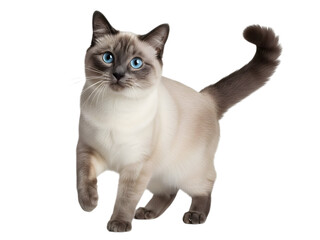 Gorgeous domestic cat with captivating blue eyes and elegant pointed markings, walking gracefully forward on a bright white studio background, showcasing its beauty