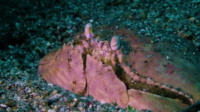 Detailed close up of a hidden box crab in its natural sandy habitat representing the master of camouflage