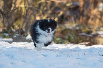 Border Collie Welpe im Schnee