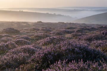 Fototapeta premium Purple Heather Field Covered in Fog in the Scottish Highlands Landscape