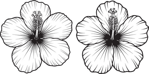 Fototapeta premium Two finely detailed line art drawings of hibiscus flowers, capturing the beauty of tropical flora and nature.