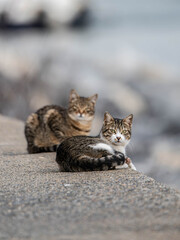 cat on a rock ,animal,cat,rock,cats
