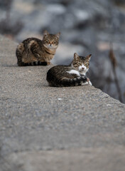 cat on a rock ,animal,cat,rock,cats