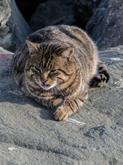 cat on a rock ,animal,cat,rock,cats