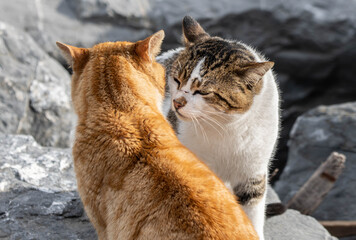 cat on a rock ,animal,cat,rock,cats